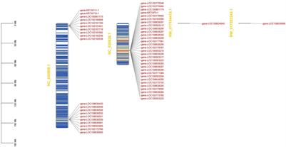 Role of Sulfur Metabolism Gene and High-Sulfur Gene Expression in Wool Growth Regulation in the Cashmere Goat